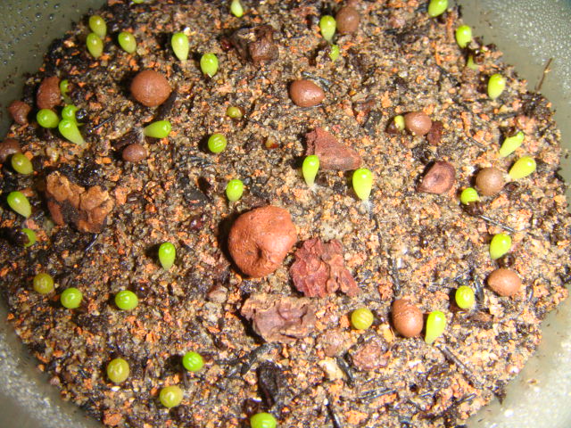 «ö¦¹¦b·sµøµ¡ÂsÄý¹Ï¤ù