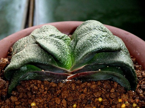 «ö¦¹¦b·sµøµ¡ÂsÄý¹Ï¤ù