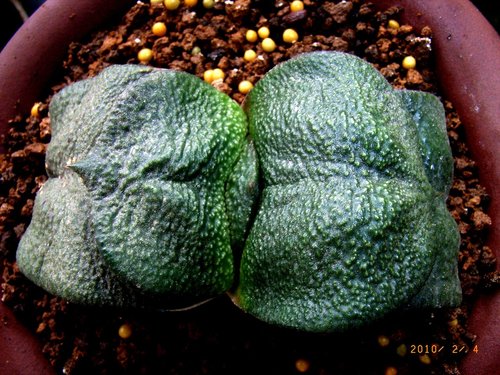 «ö¦¹¦b·sµøµ¡ÂsÄý¹Ï¤ù