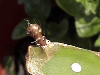 «ö¦¹¦b·sµøµ¡ÂsÄý¹Ï¤ù