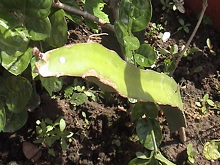 «ö¦¹¦b·sµøµ¡ÂsÄý¹Ï¤ù