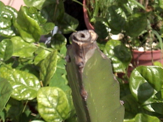 «ö¦¹¦b·sµøµ¡ÂsÄý¹Ï¤ù