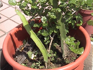 «ö¦¹¦b·sµøµ¡ÂsÄý¹Ï¤ù