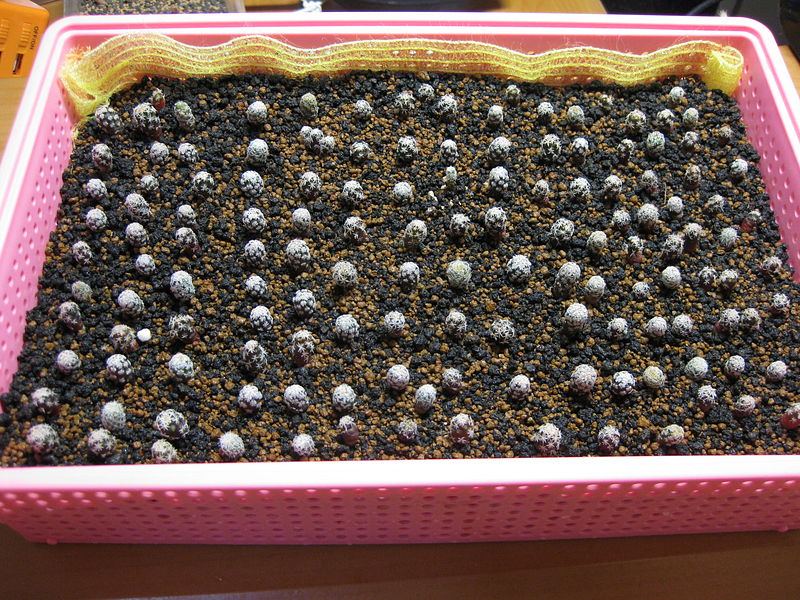 «ö¦¹¦b·sµøµ¡ÂsÄý¹Ï¤ù