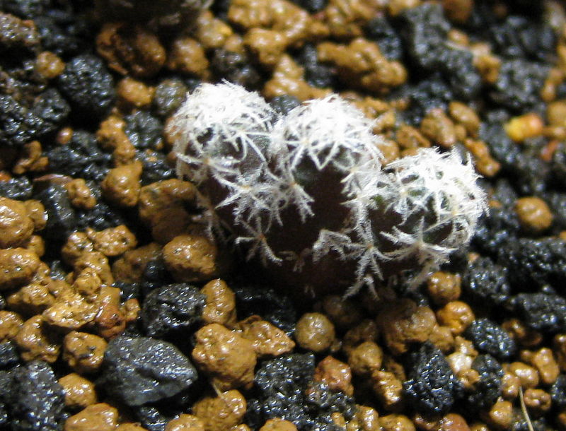 «ö¦¹¦b·sµøµ¡ÂsÄý¹Ï¤ù