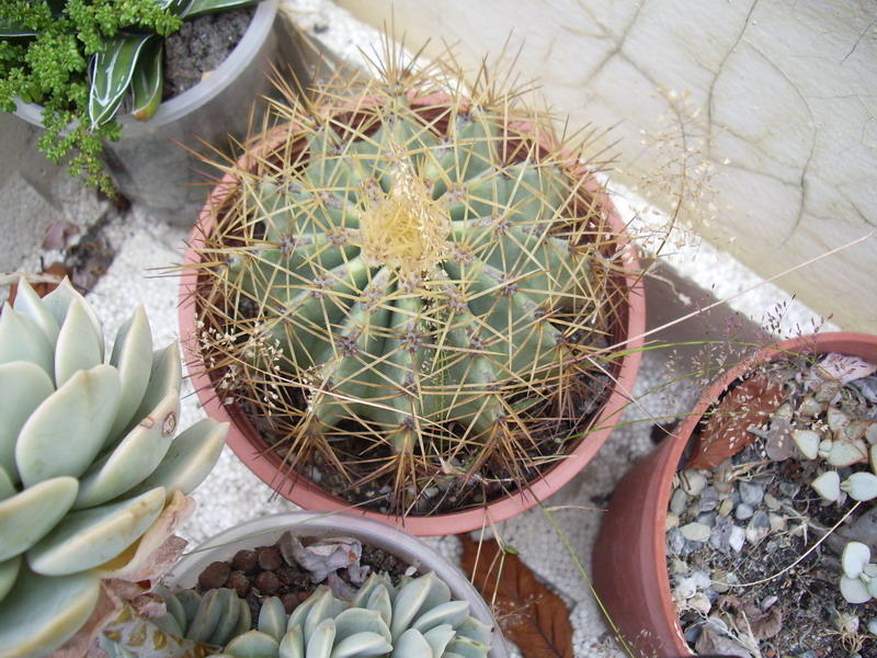 «ö¦¹¦b·sµøµ¡ÂsÄý¹Ï¤ù