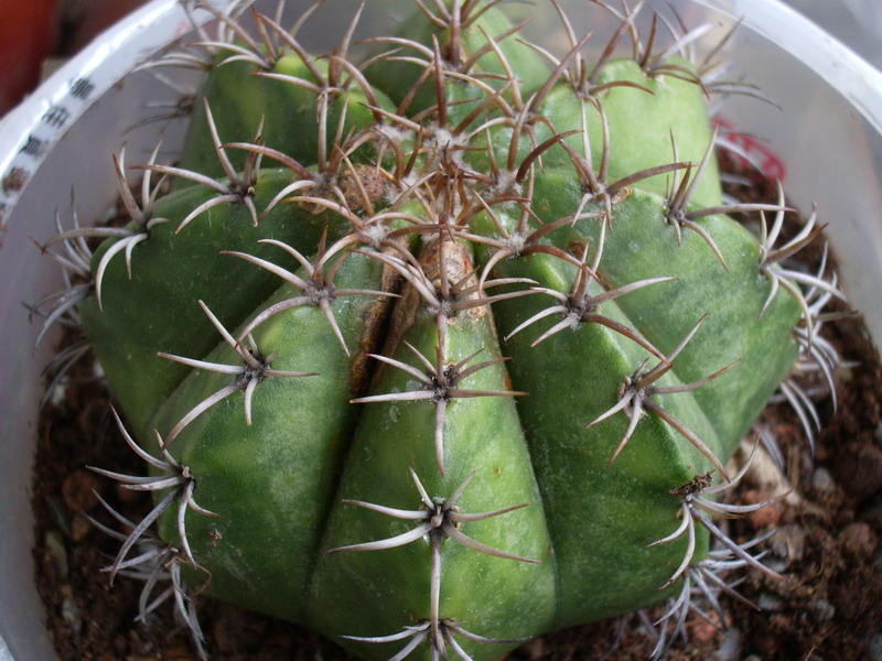 «ö¦¹¦b·sµøµ¡ÂsÄý¹Ï¤ù