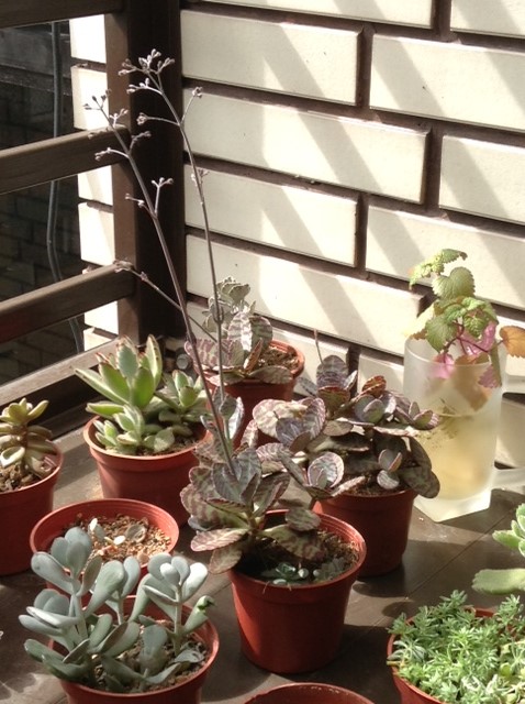 按此在新視窗瀏覽圖片