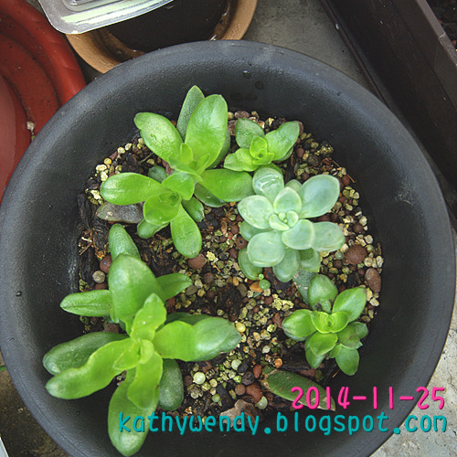 按此在新視窗瀏覽圖片