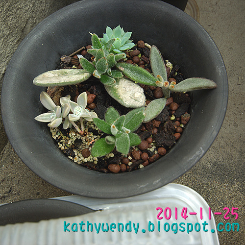 按此在新視窗瀏覽圖片