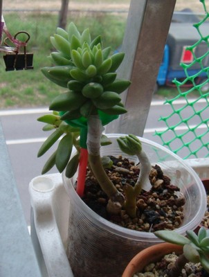 按此在新視窗瀏覽圖片