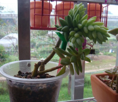 按此在新視窗瀏覽圖片