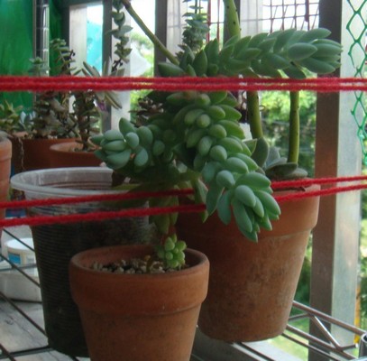 按此在新視窗瀏覽圖片