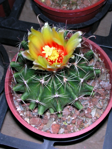 按此在新視窗瀏覽圖片