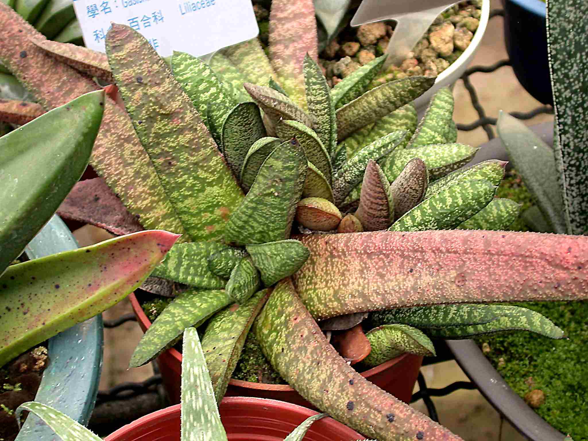 按此在新視窗瀏覽圖片