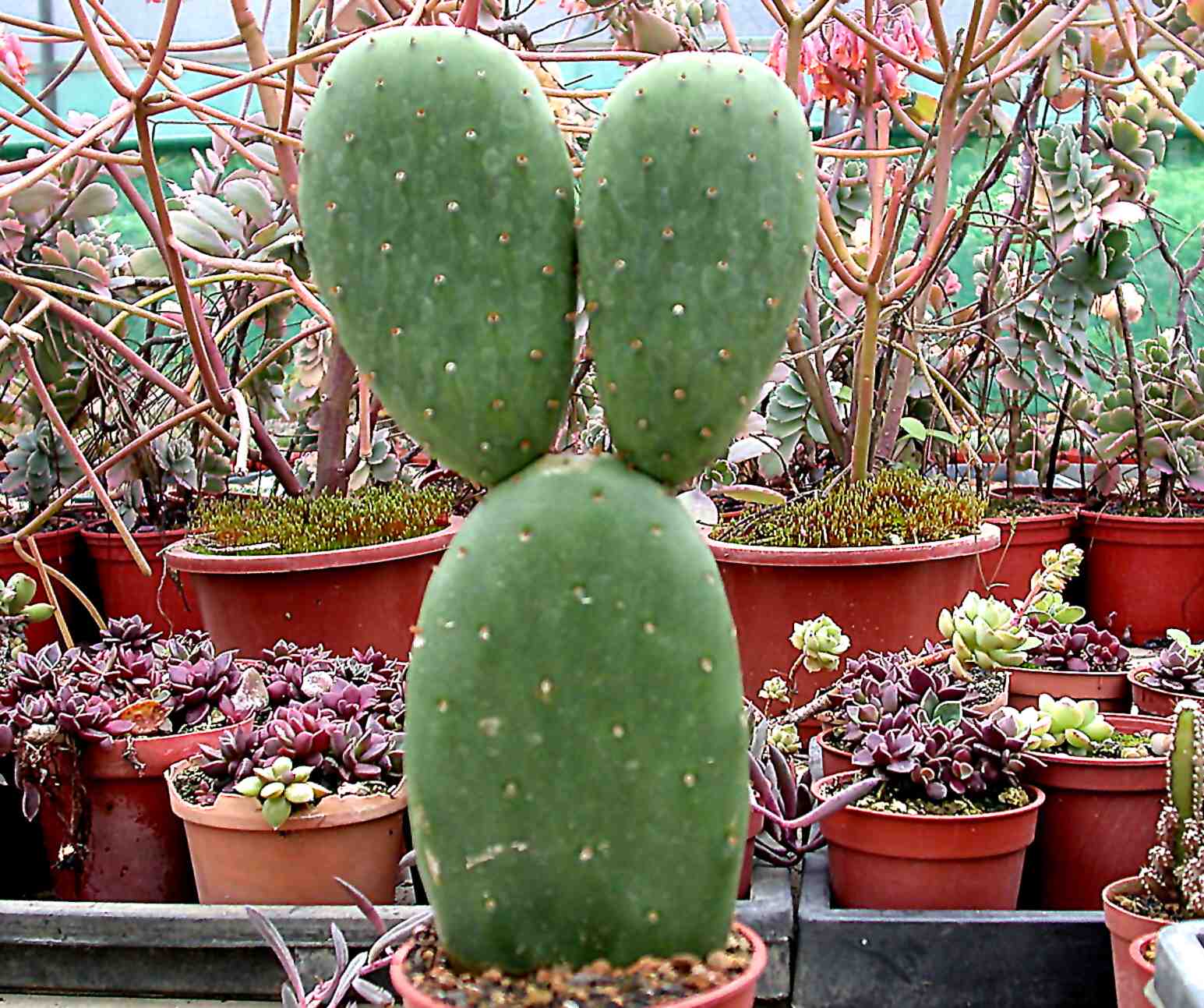 按此在新視窗瀏覽圖片