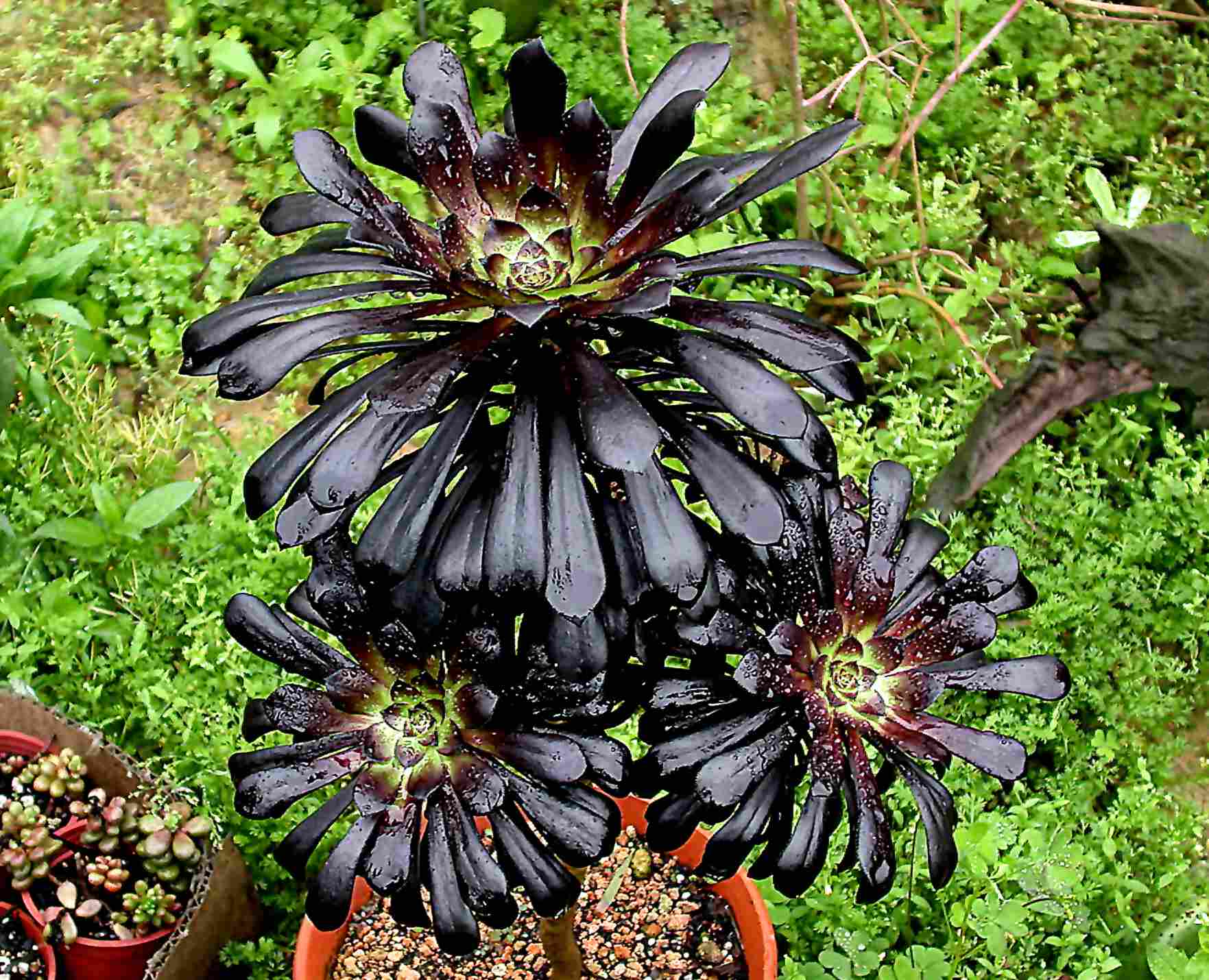 按此在新視窗瀏覽圖片