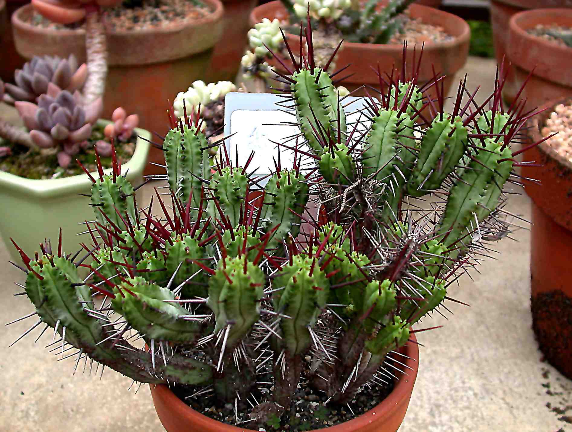 按此在新視窗瀏覽圖片