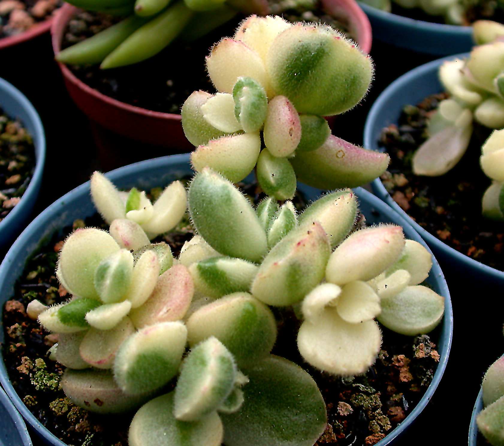 按此在新視窗瀏覽圖片