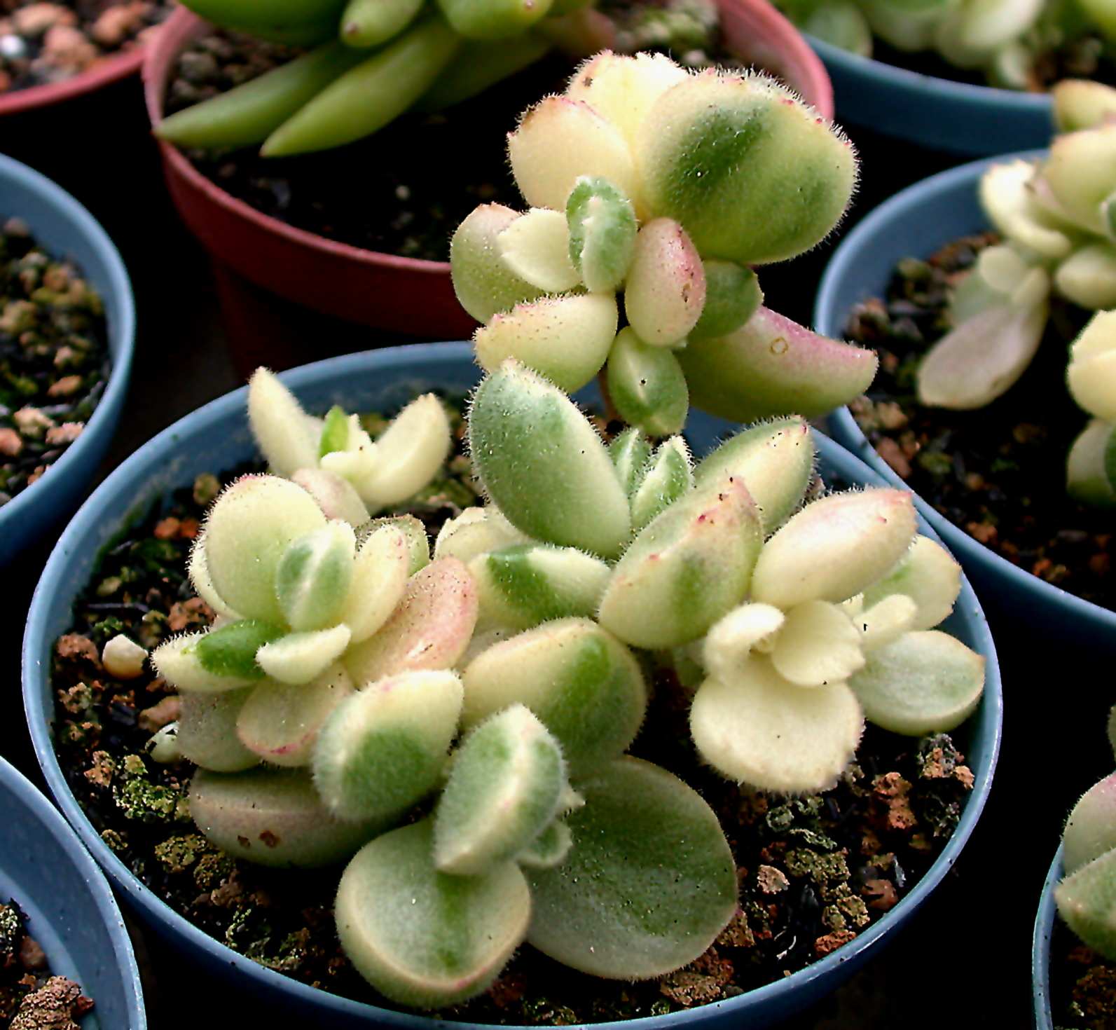 按此在新視窗瀏覽圖片