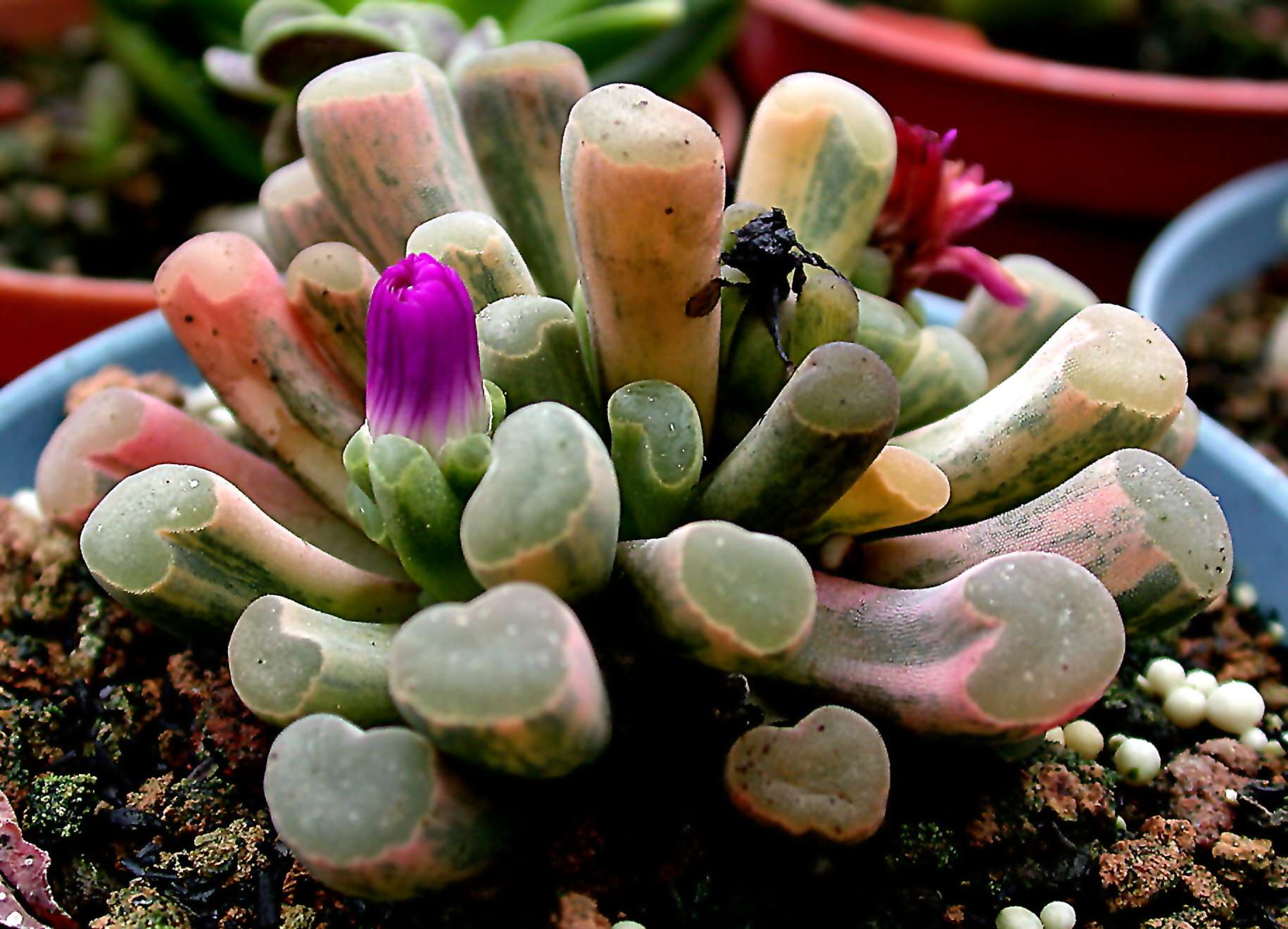 按此在新視窗瀏覽圖片