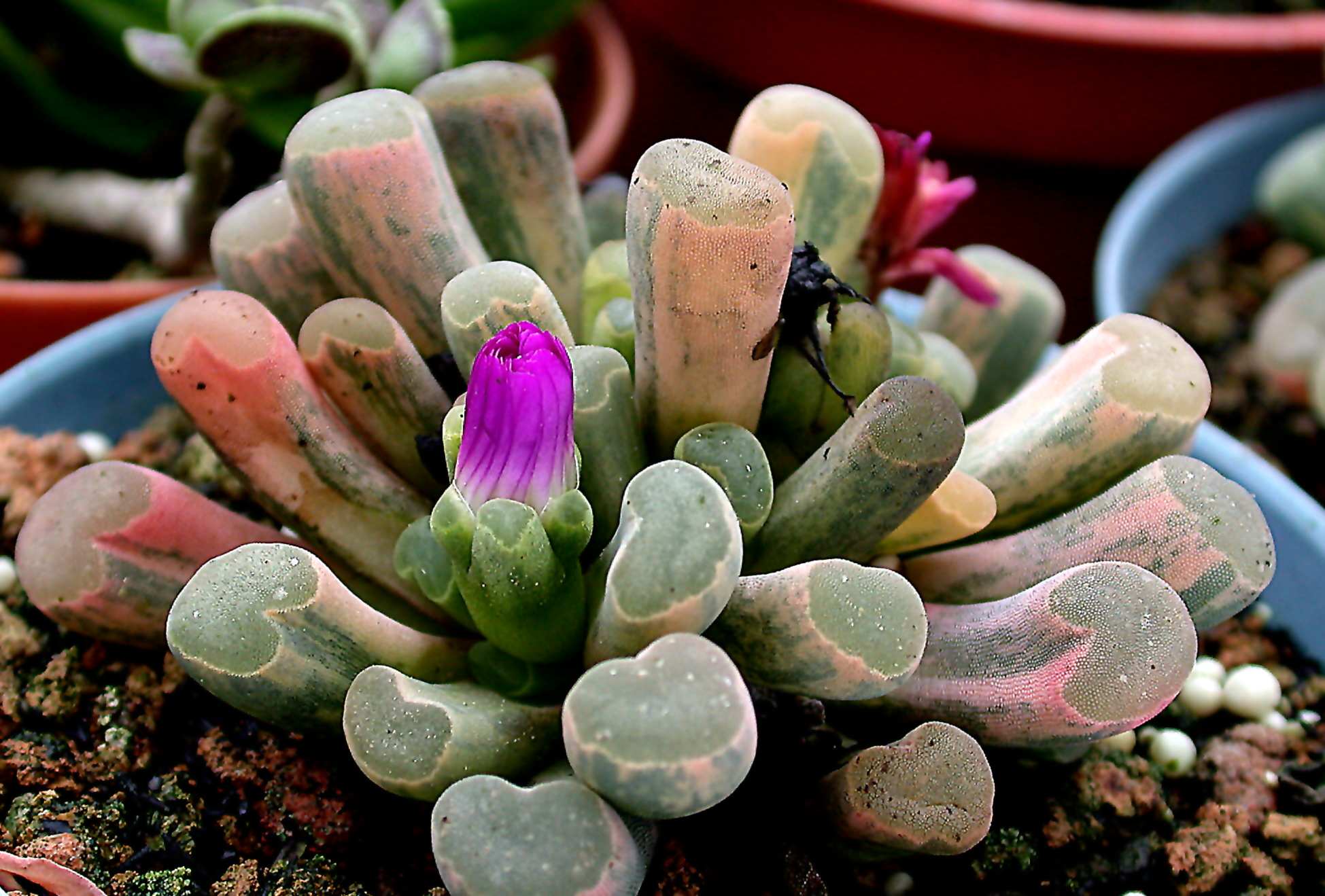 按此在新視窗瀏覽圖片