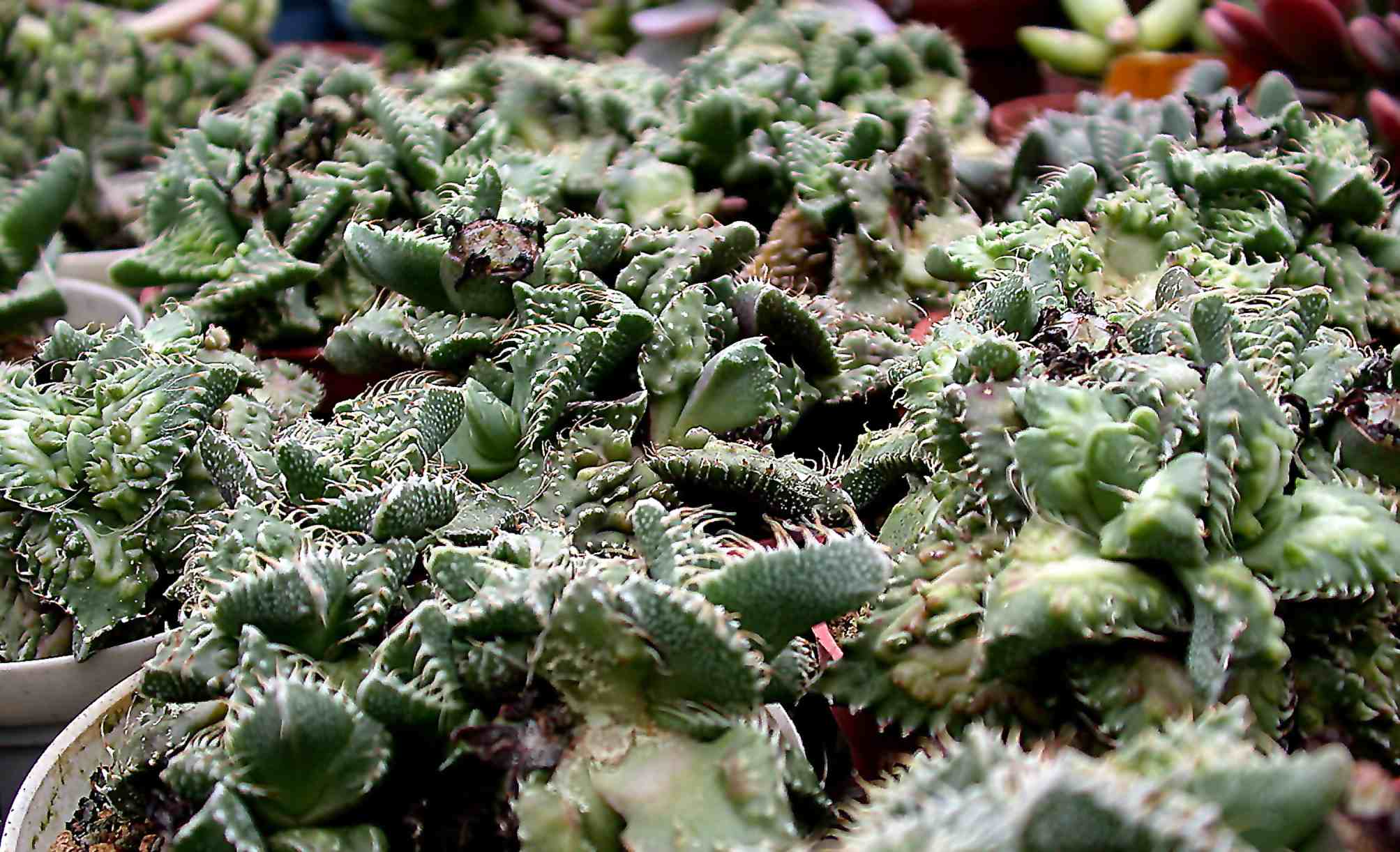 按此在新視窗瀏覽圖片