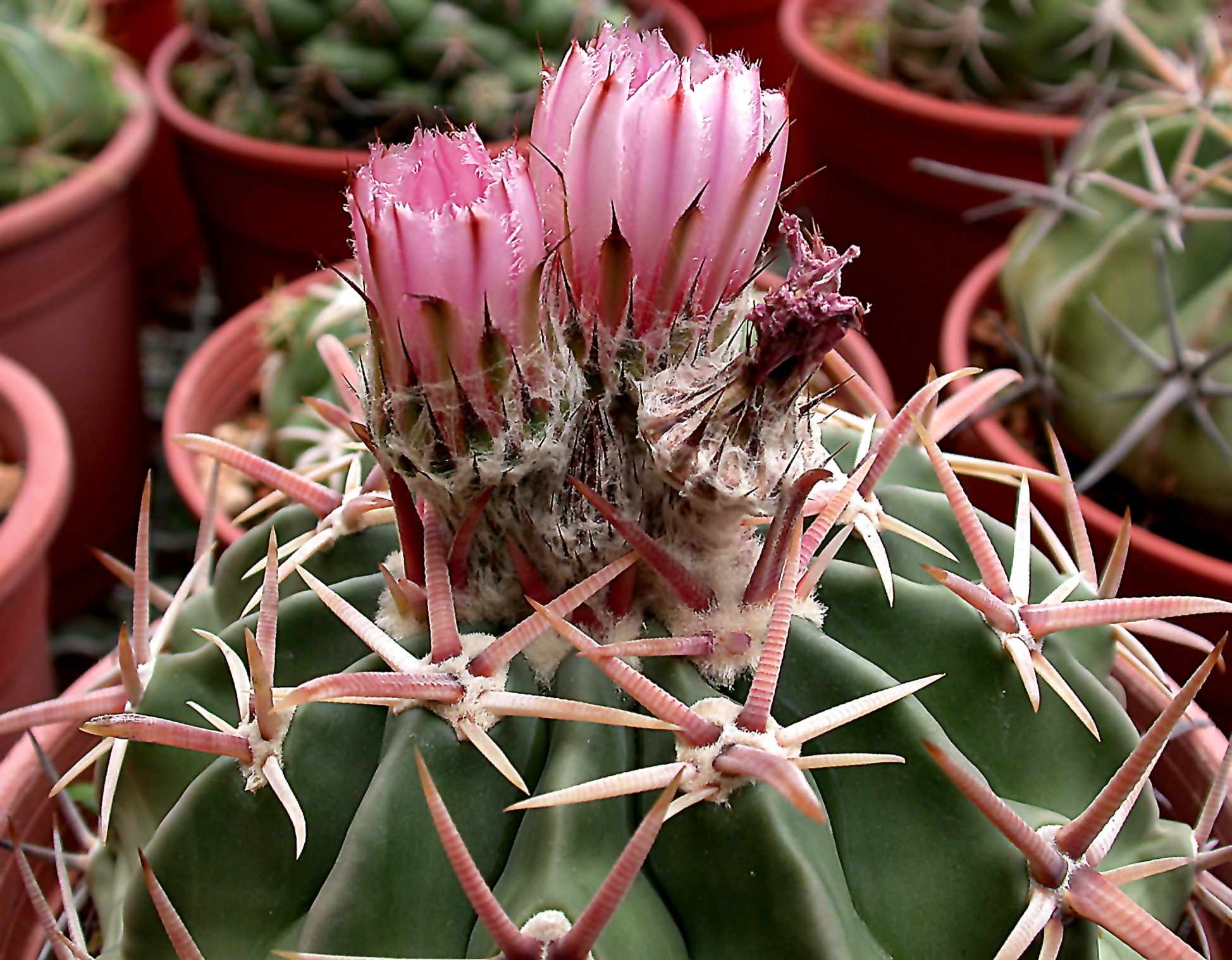 按此在新視窗瀏覽圖片