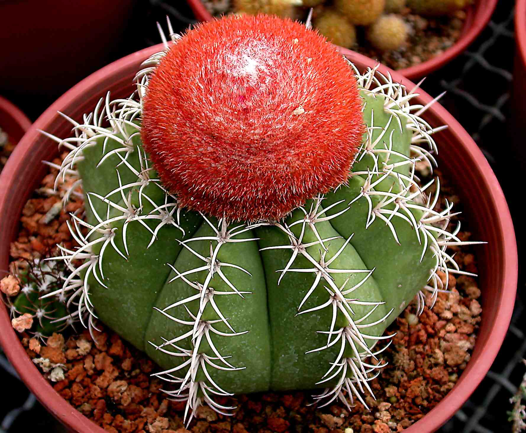 按此在新視窗瀏覽圖片