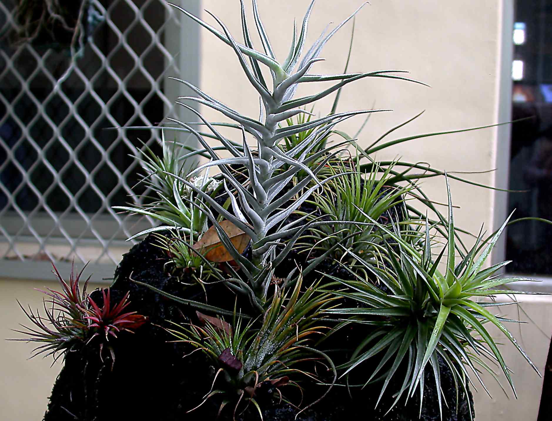 按此在新視窗瀏覽圖片