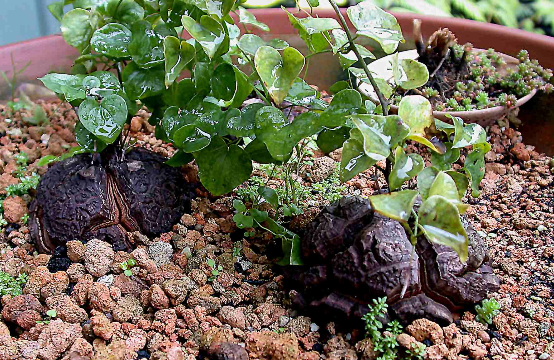 按此在新視窗瀏覽圖片