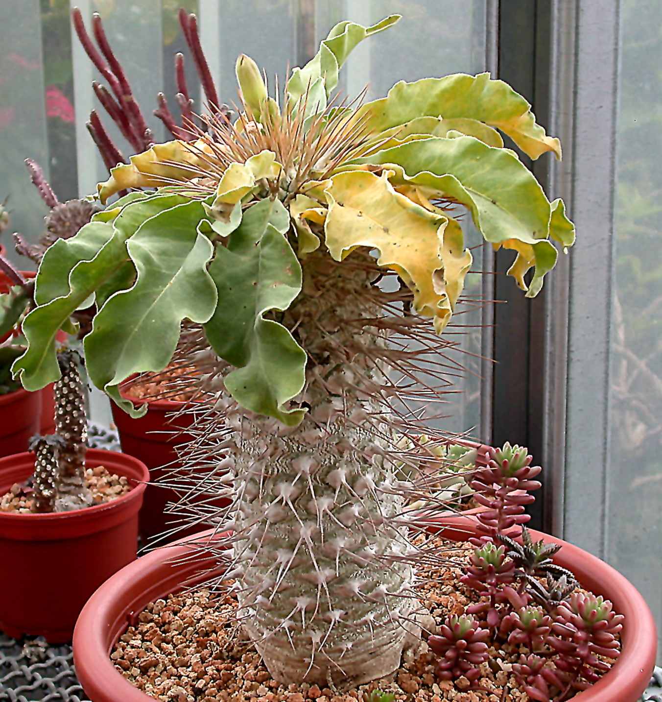 按此在新視窗瀏覽圖片