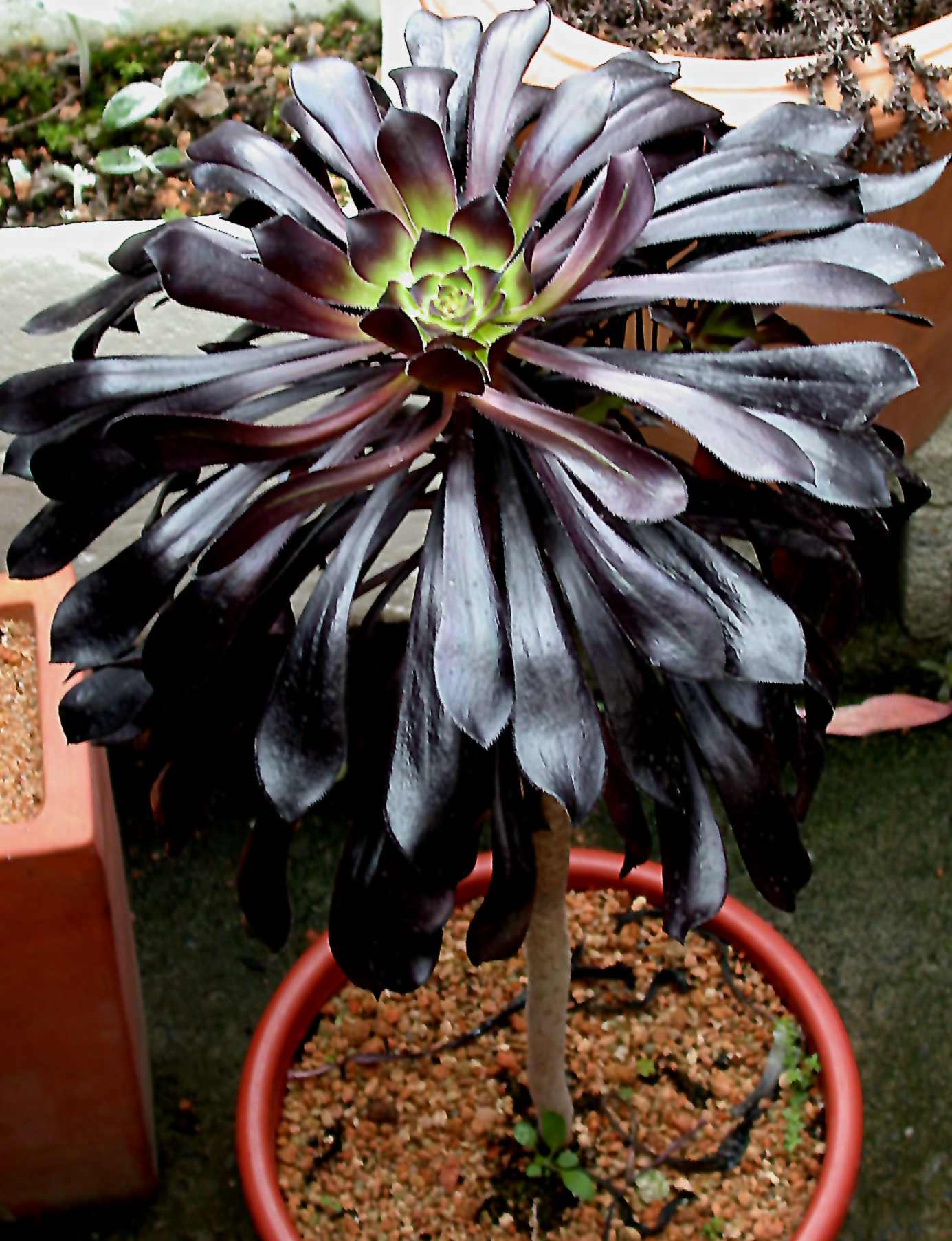 按此在新視窗瀏覽圖片