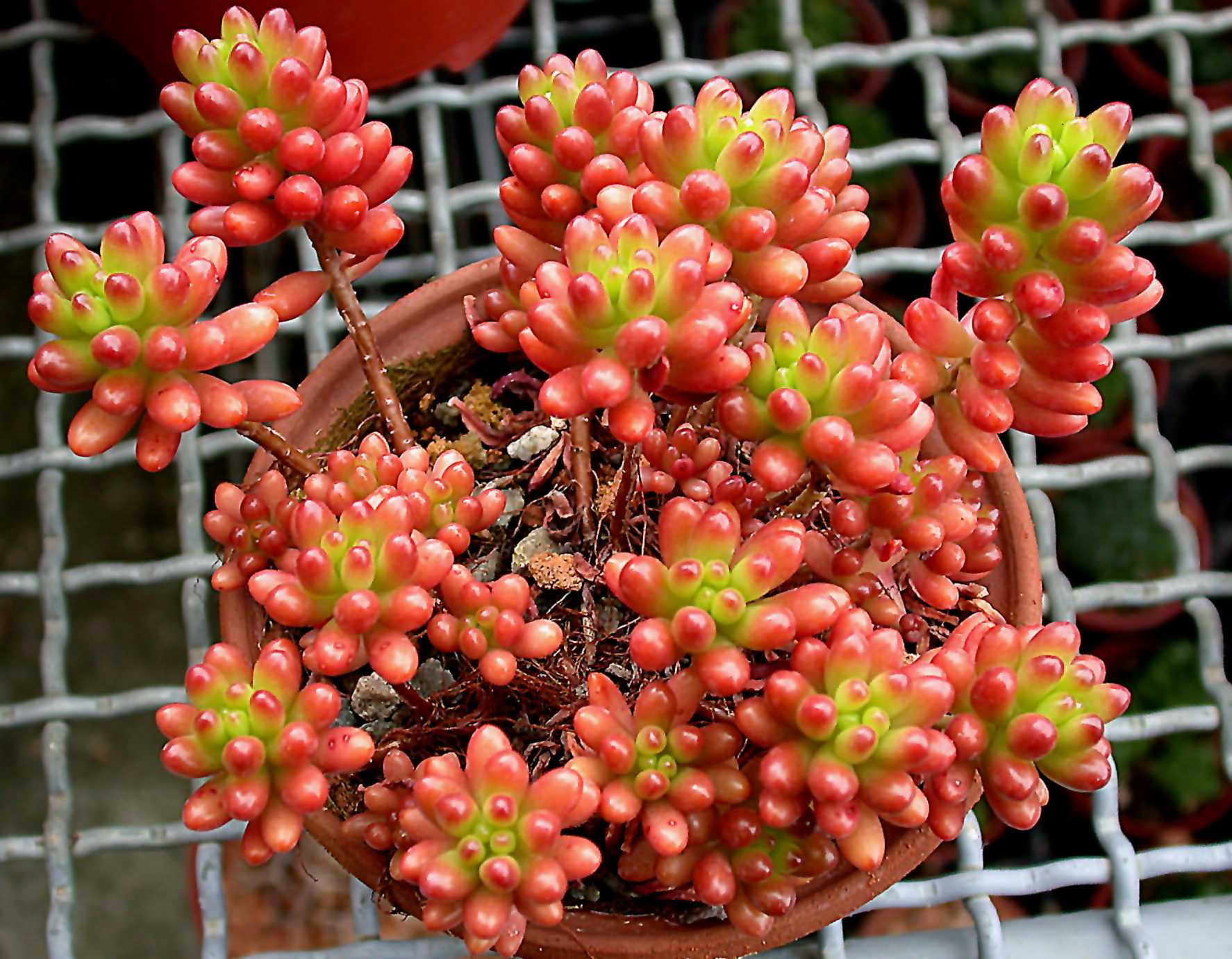 按此在新視窗瀏覽圖片