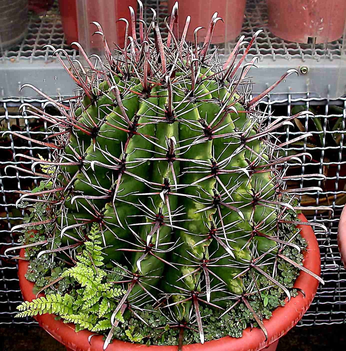 按此在新視窗瀏覽圖片