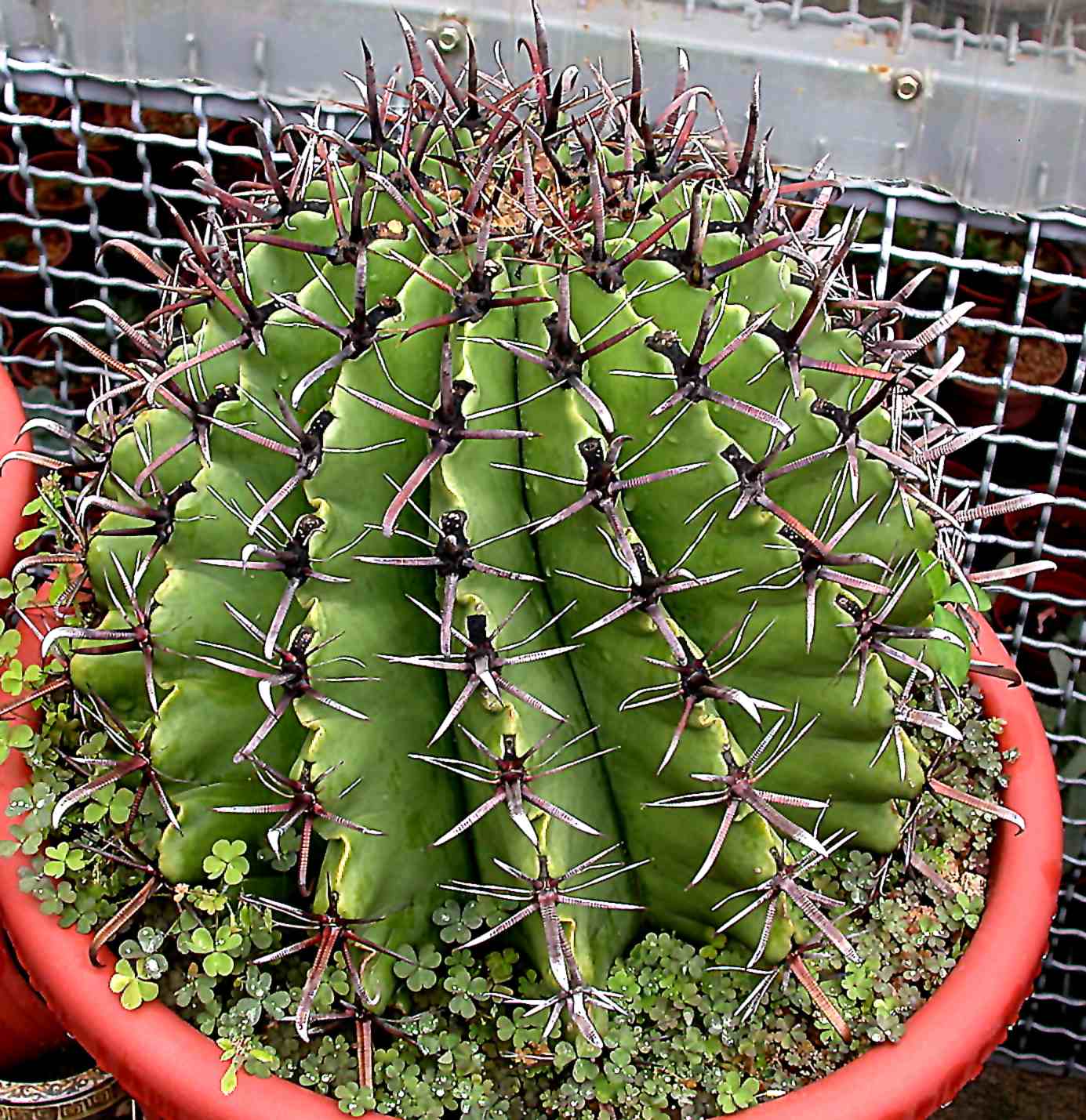 按此在新視窗瀏覽圖片