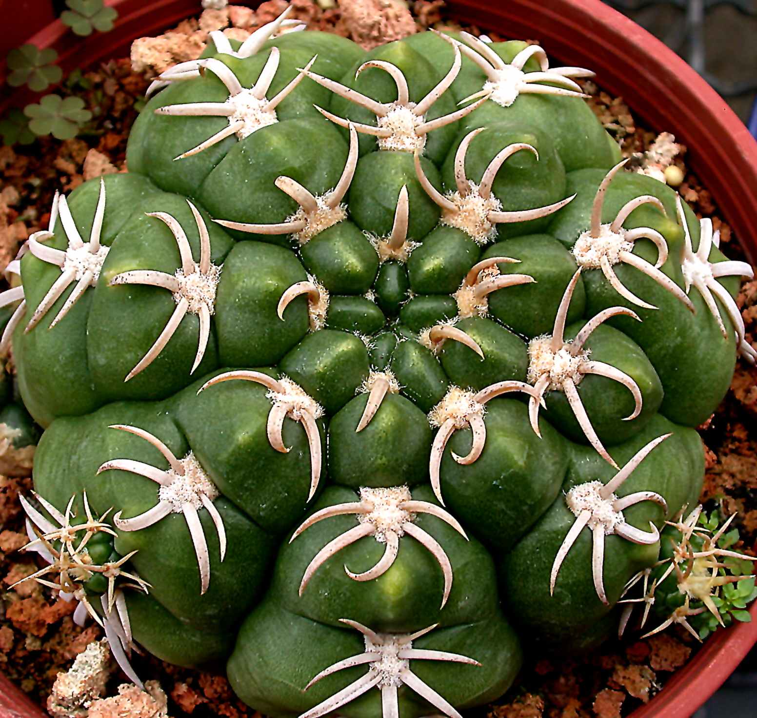 按此在新視窗瀏覽圖片