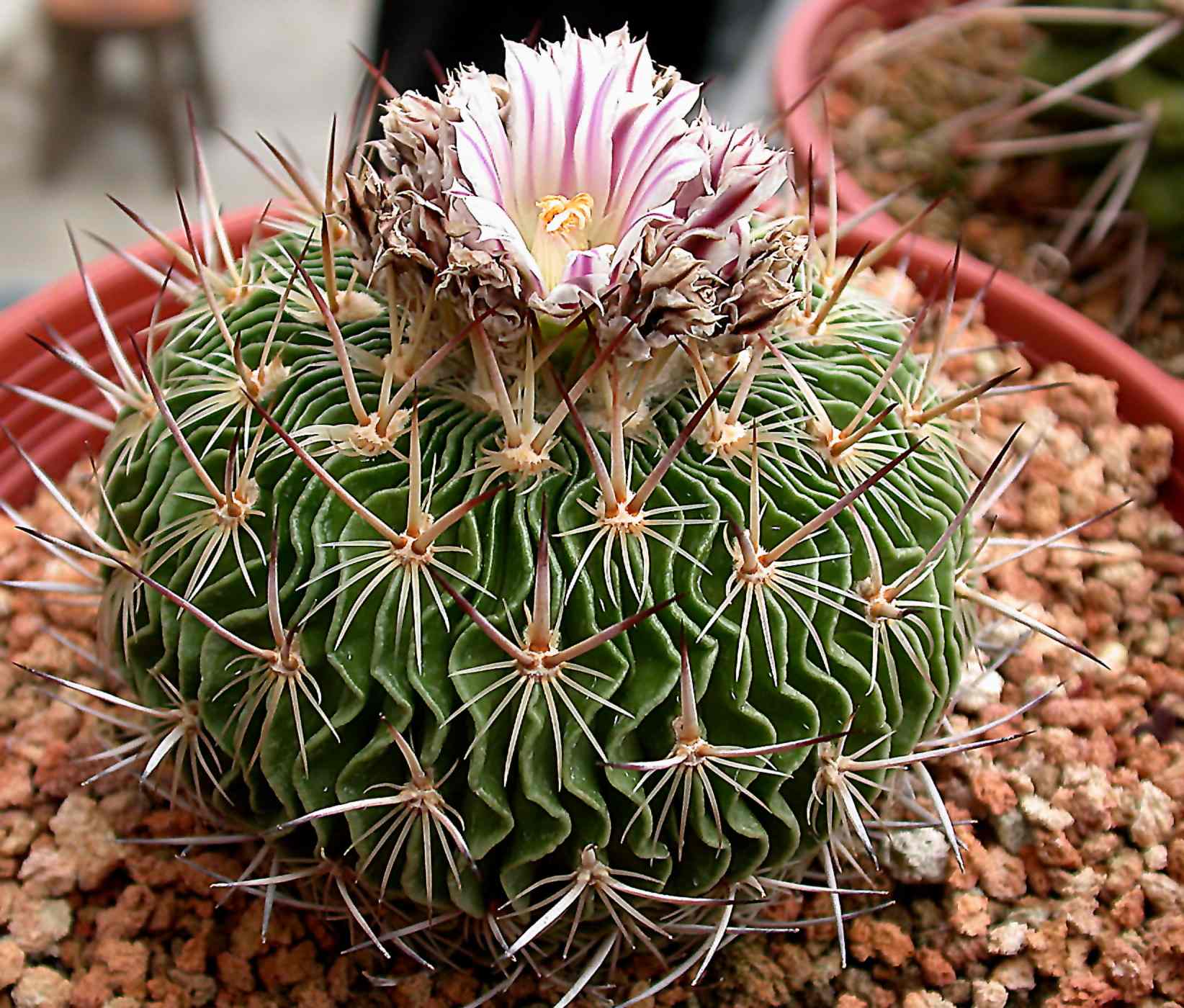 按此在新視窗瀏覽圖片