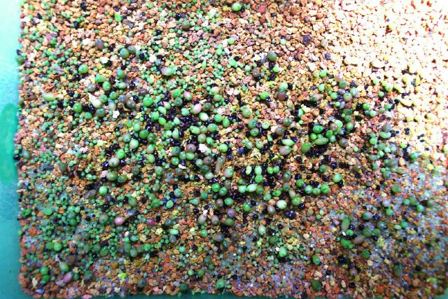 «ö¦¹¦b·sµøµ¡ÂsÄý¹Ï¤ù