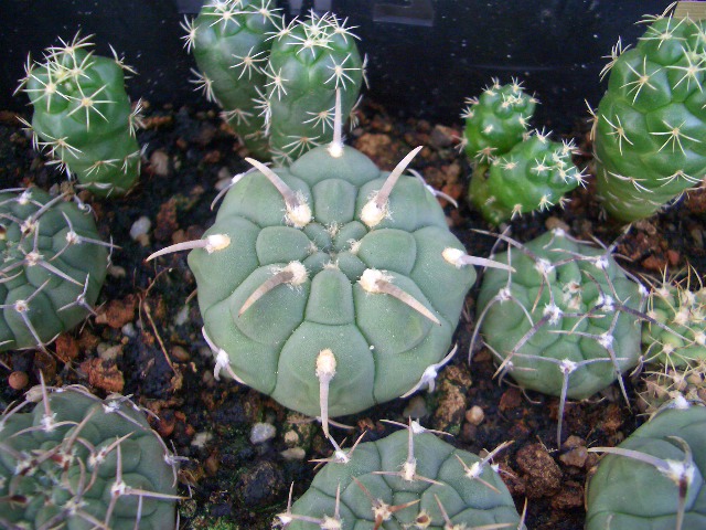 按此在新視窗瀏覽圖片