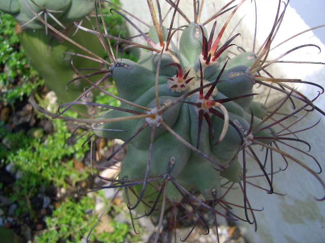 按此在新視窗瀏覽圖片