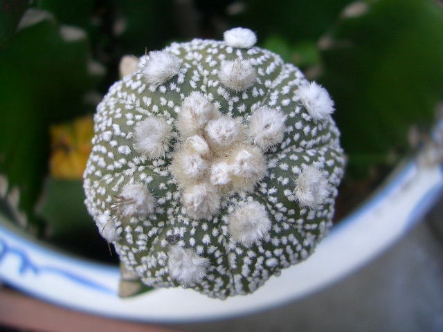 按此在新視窗瀏覽圖片