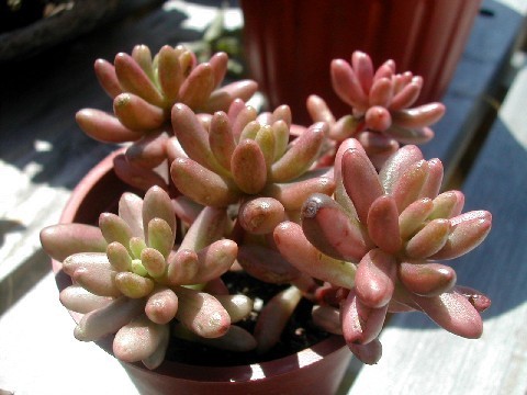 按此在新視窗瀏覽圖片