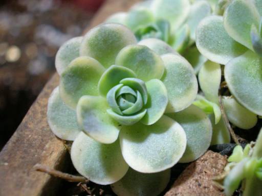 按此在新視窗瀏覽圖片