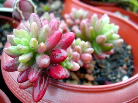 按此在新視窗瀏覽圖片