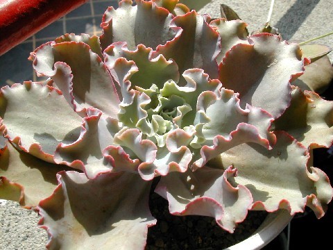 按此在新視窗瀏覽圖片