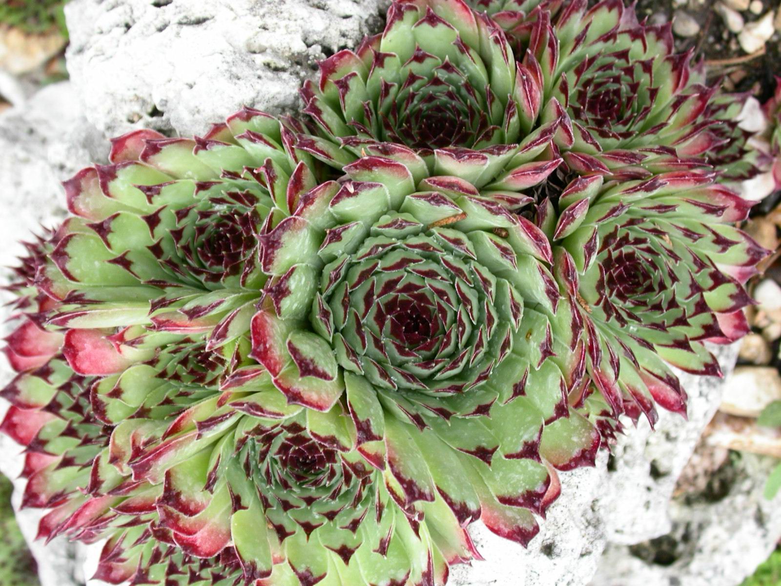 按此在新視窗瀏覽圖片