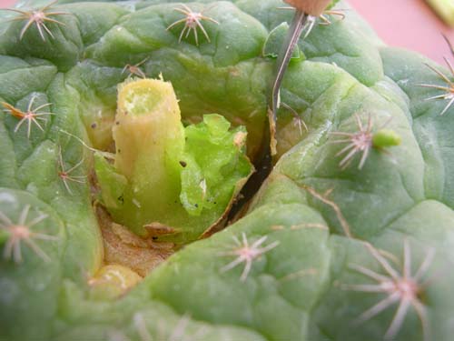 按此在新視窗瀏覽圖片