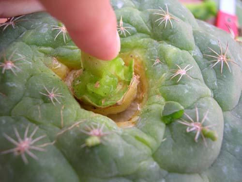 按此在新視窗瀏覽圖片