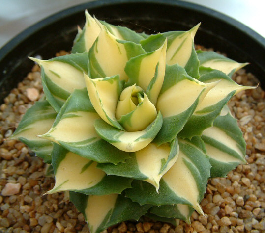 按此在新視窗瀏覽圖片